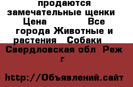 продаются замечательные щенки › Цена ­ 10 000 - Все города Животные и растения » Собаки   . Свердловская обл.,Реж г.